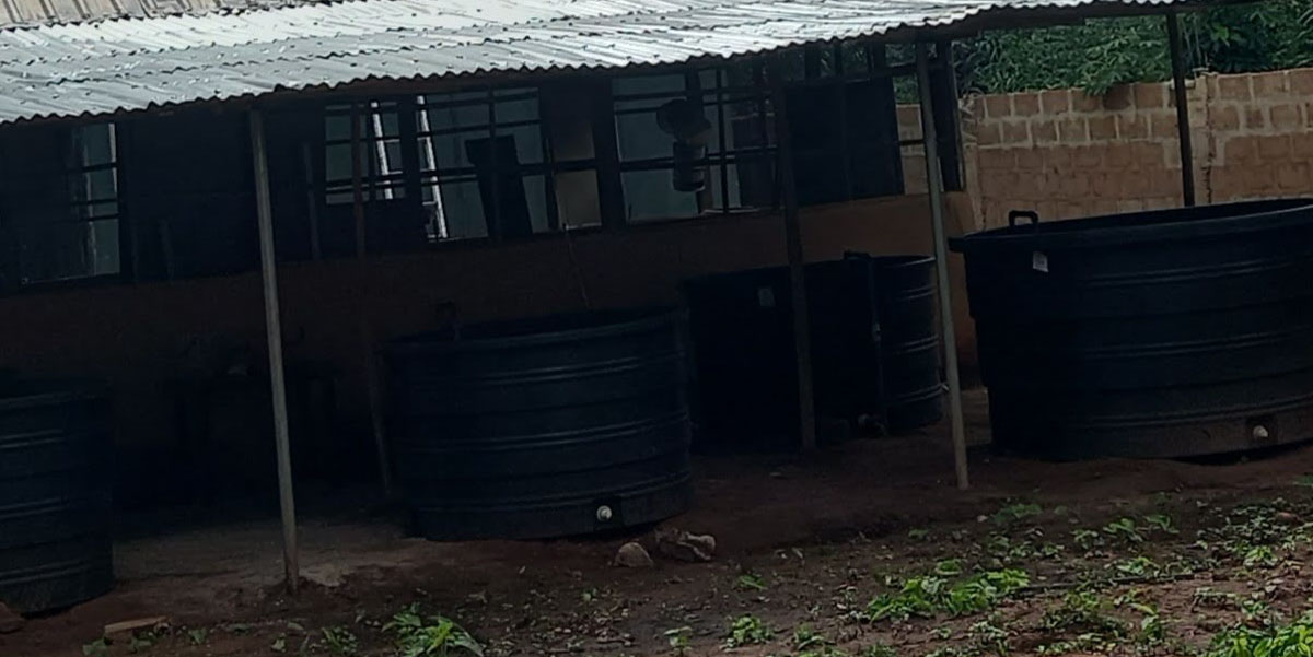 The Economic, Social, and Environmental Benefits of Catfish Farming: A Look at JMeggro Farms in Mbaise