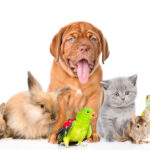 Top 10 Reasons to Adopt a Pet Instead of Buying