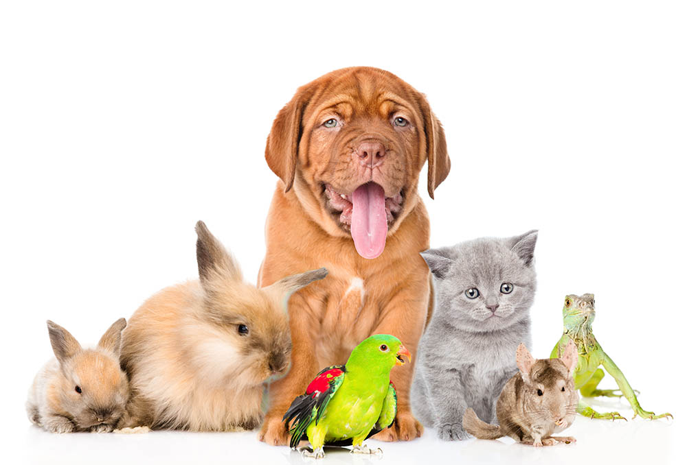 Top 10 Reasons to Adopt a Pet Instead of Buying