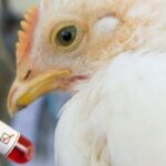 The Nigerian Government Confirms the Outbreak of Bird Flu in Kano