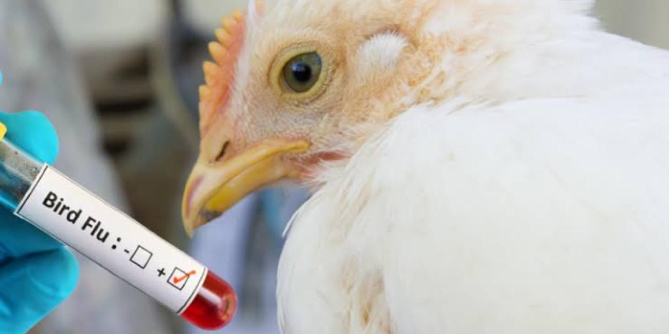 The Nigerian Government Confirms the Outbreak of Bird Flu in Kano