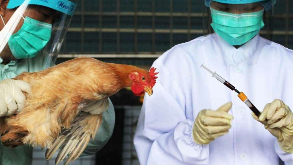 bird flu in kano